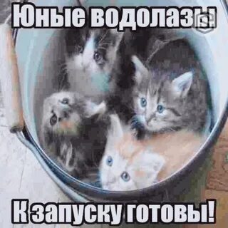 Готов запустить