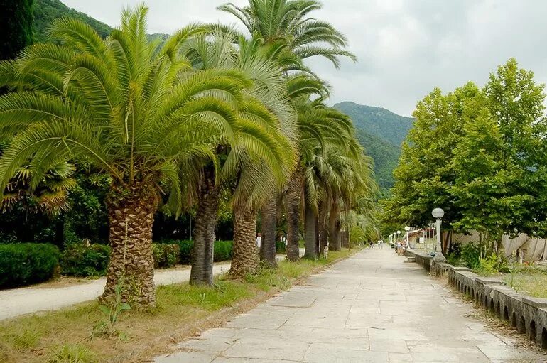 Ездили в абхазию. Набережная Гагра Абхазия. Абхазия,Гагра,Sun Palace Gagra. Лето Абхазия Гагра. Гагра Центральная набережная.