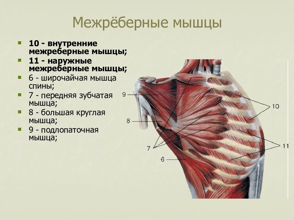 Мышечная система диафрагма. Наружные и внутренние межреберные мышцы анатомия. Внутренние мышцы грудной клетки анатомия. Наружные межреберные мышцы и их функции. Внутренние реберные мышцы.