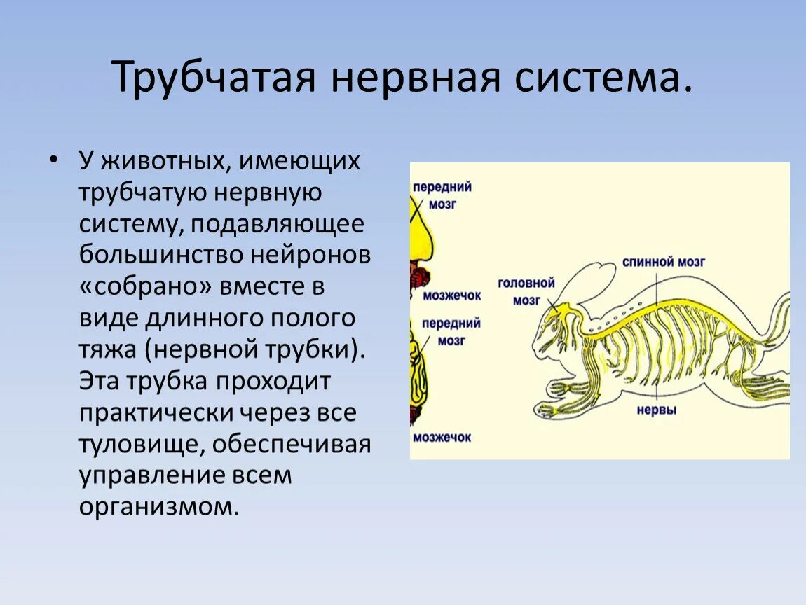 Представители трубчатой нервной системы. Трубчатая нервная система это в биологии 7 класс. Нервная система животных 7 класс биология. Трубчатая нервная система у млекопитающих. Трубчатая нервная система у животных.