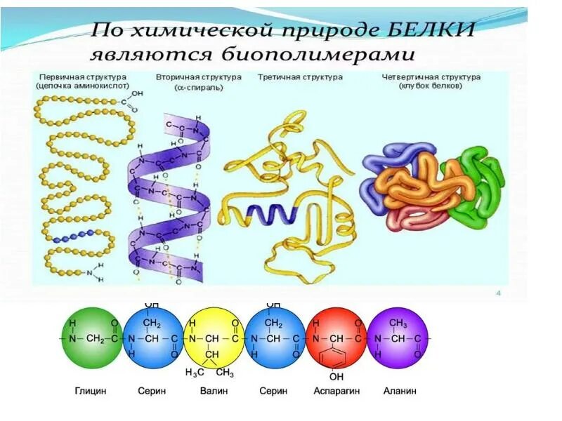 Белковые среды. По химической природе белки являются. Белки в природе химия. Распространение белков в природе. Цепочка последовательности.