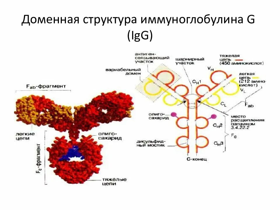 Структура иммуноглобулина. Классы иммуноглобулинов схема. Иммуноглобулин класса g строение. Строение молекулы иммуноглобулина микробиология.