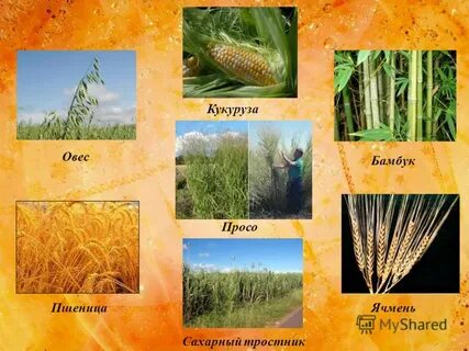 Кукуруза просо