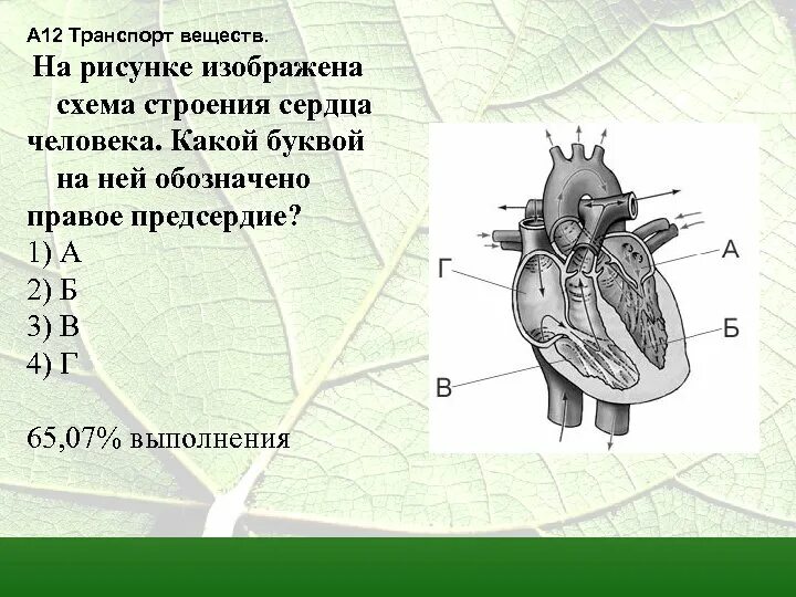 Какая структура сердца человека изображена на рисунке. Строение сердца человека. Строение сердца схема. На рисунке изображена схема строения сердца человека. Схема сердца человека правое предсердие.