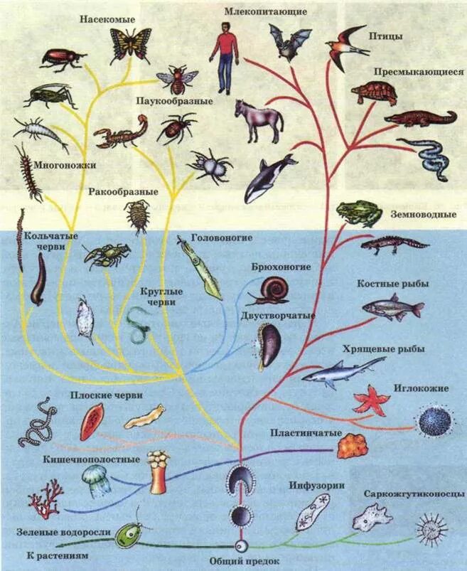 Последовательность возникновения живых организмов. Филогенетическое Древо животных. Эволюционное Древо развития животных. Эволюционное Древо многоклеточных животных.