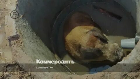 Найден поросенок