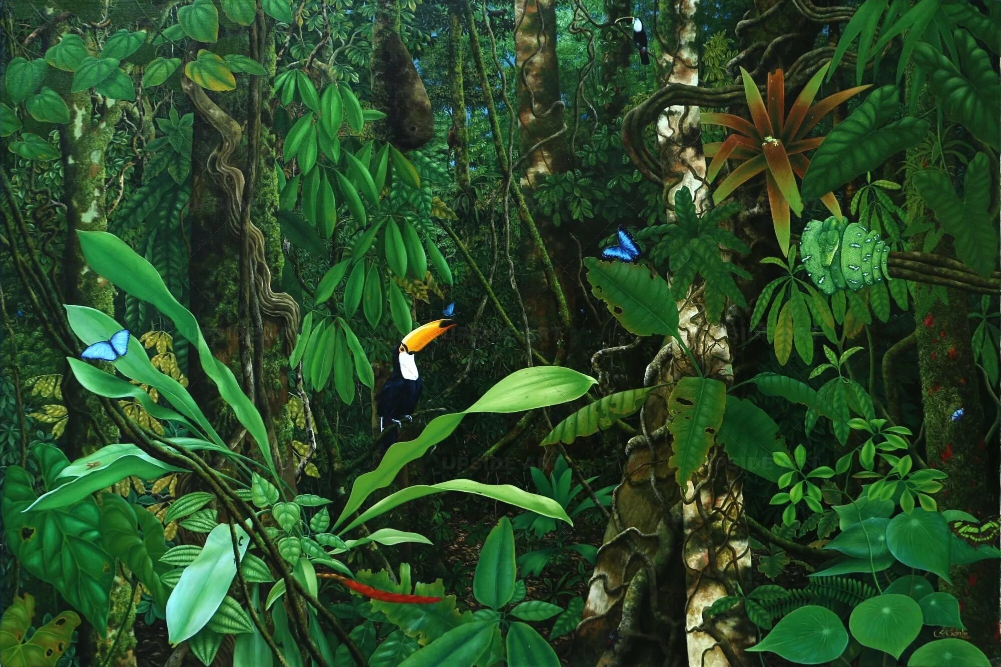 Орьенте (Амазония — джунгли). Selva. Цветок Тропикал Амазон.