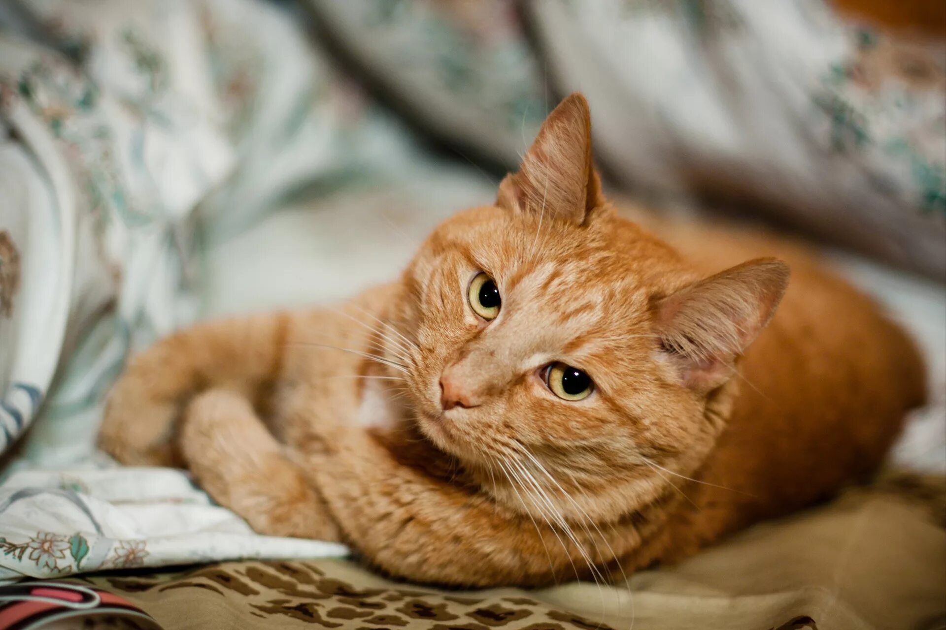 Cats me red. Аравийский МАУ рыжий. Сибирский гладкошерстный рыжий кот. Метис кошка рыжая. Европейский короткошерстный кот рыжий.