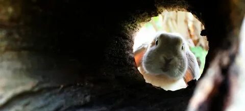 Rabbit hole furina