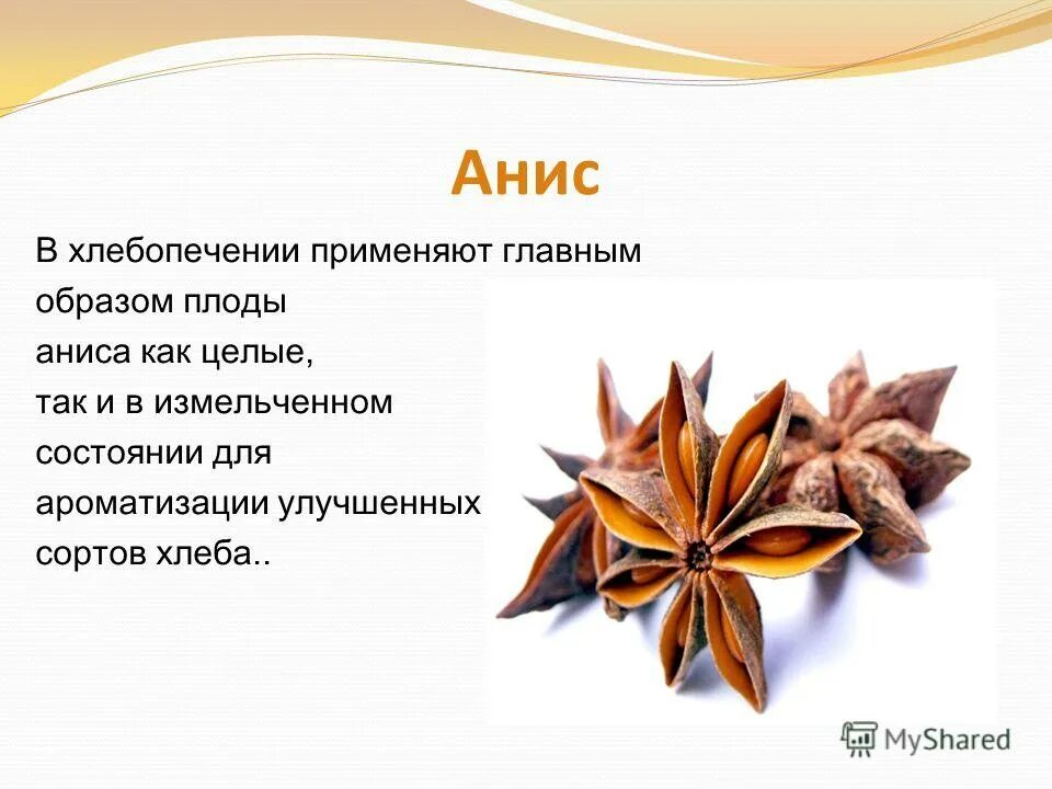 бадьян анисовый растение. бадьян гарри поттер. бадьян (анис звездчатый). бадьян специя гвоздика. анис звездчатый.