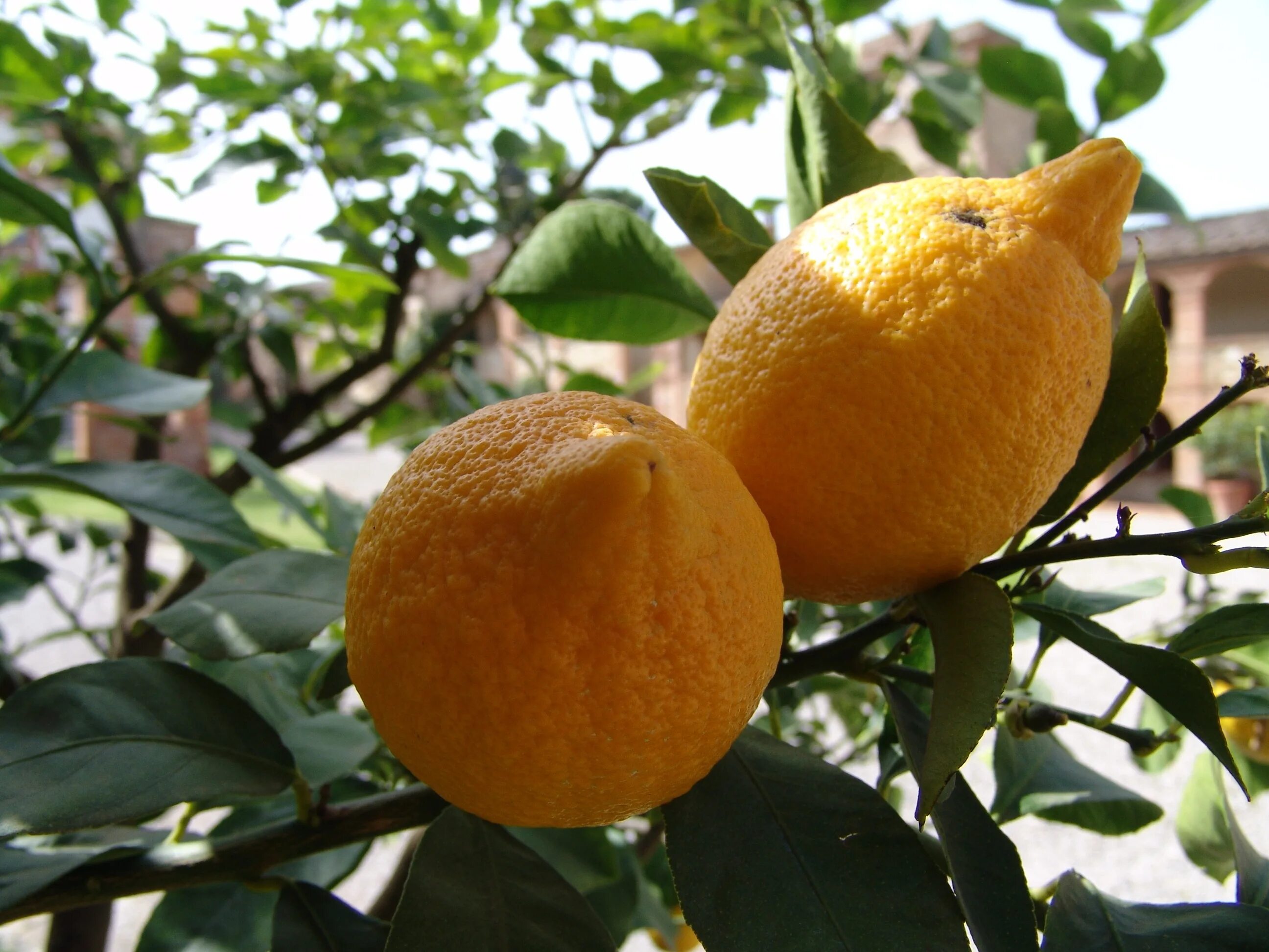 Мандаринов лес. Lemon Citrus Limon Италия. Мандарин Танжерин зеленый. Лимон Lemon Bush. Померанца и цитрона.