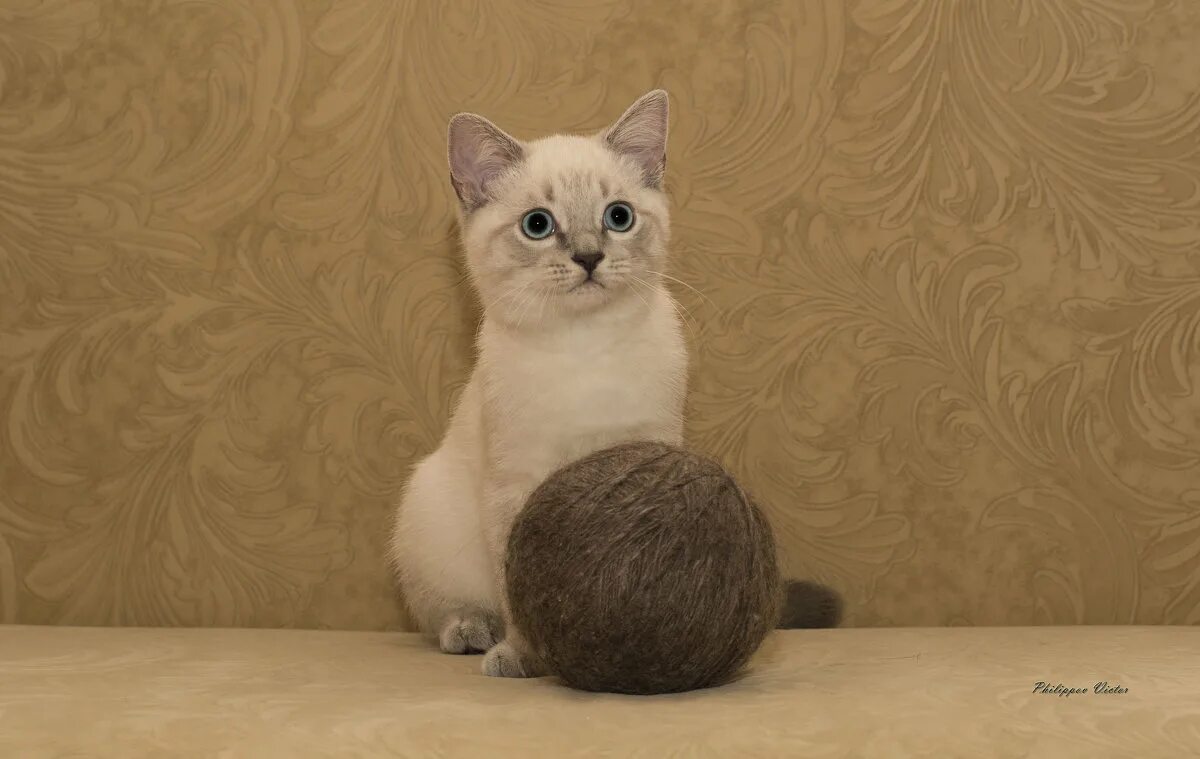 3д графика мем. тима в доте. топ тимы в бравл старс шд. тима 3. тима 3.