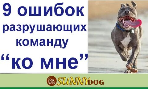 Команда собаке 5