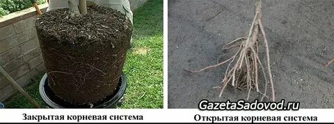 Посадка закрытой корневой системой