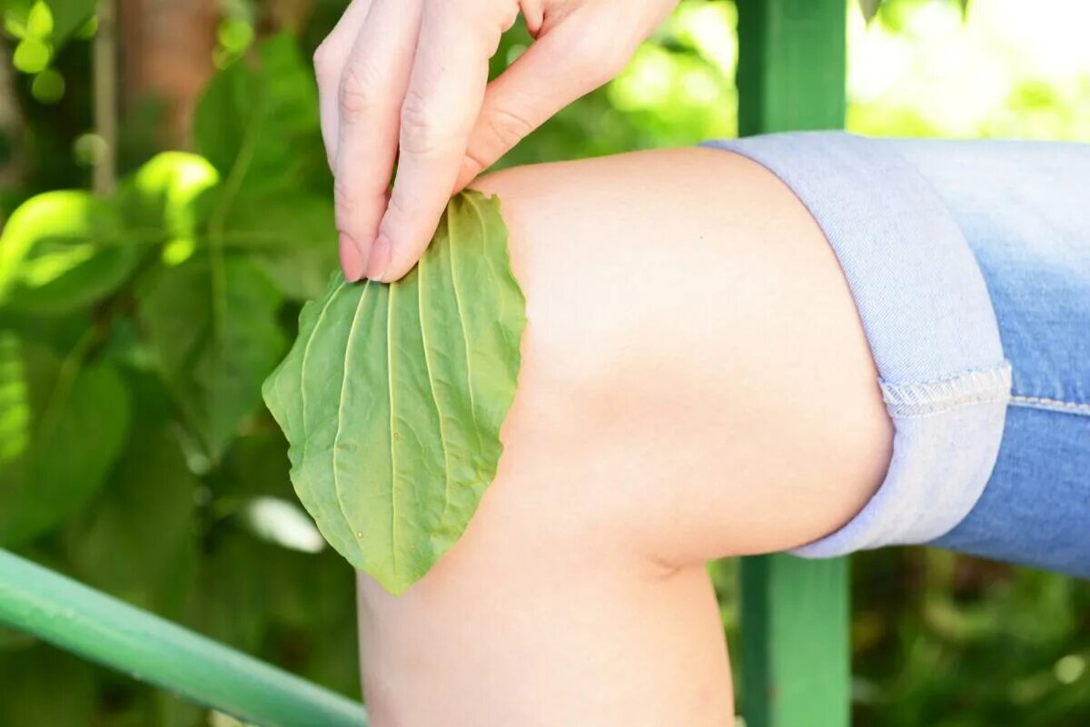 Человек подорожник. Подорожник на сердце рана. Дмитрий ревякин 25/17. 2517 ревякин подорожник. Песня подорожник оптинский казачий хор.