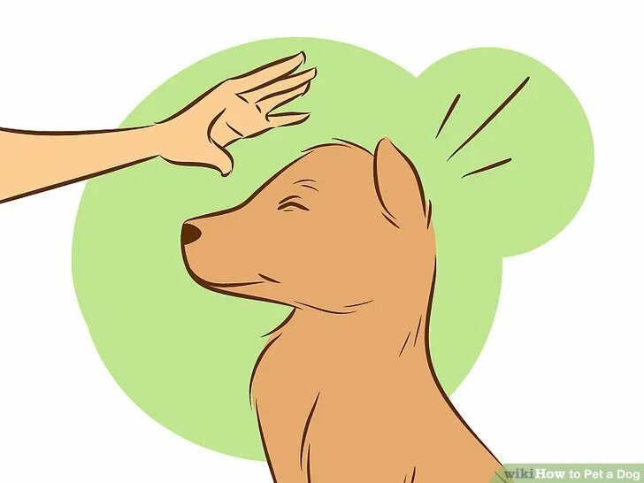 Котика гладят. Животные. Девушка гладит котика. Гладить пета. Рука гладит собаку.