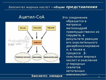 Вещества образующиеся в результате преобразования жиров