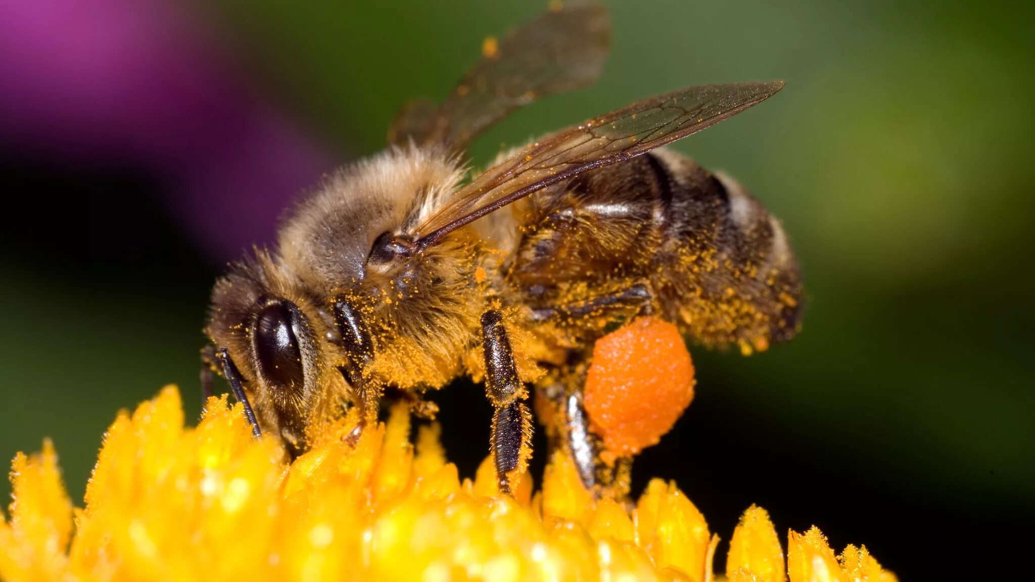 Гималайская медоносная пчела. Пчелы опыляют растения. Пчела опыляет цветок. Пыльца медоносная пчела. Пчела питается пыльцой