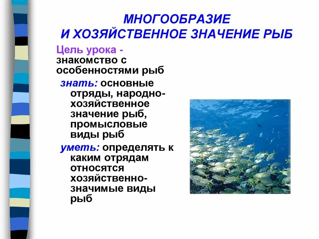 Значение рыб в природе сообщение. Многообразие рыб. Многообразие и хозяйственное значение. Разнообразие и значение рыб. Многообразие рыб презентация.
