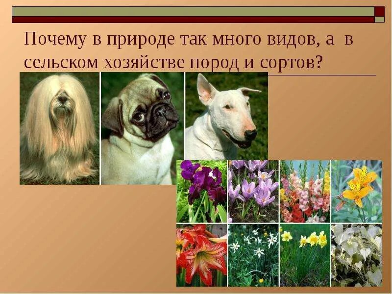 Почему так много видов. Что такое сорт и порода. почему в природе так много видов а в сельском хозяйстве пород и сортов.