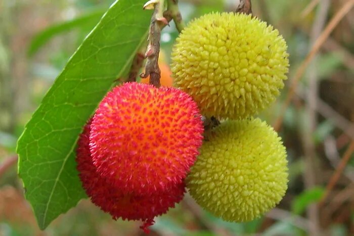 клубничное дерево описание. томат клубничное дерево. земляничник — земляничное дерево. клубничное дерево арбутус. земляничное дерево фото.