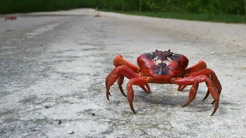 Острый крабик