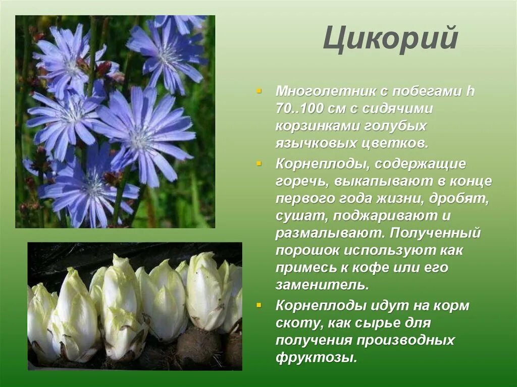 Цикорий это двудольное растение. Цикорий однодольное или двудольное. Цикорий описание растения 3 класс. Цикорий однодольный.