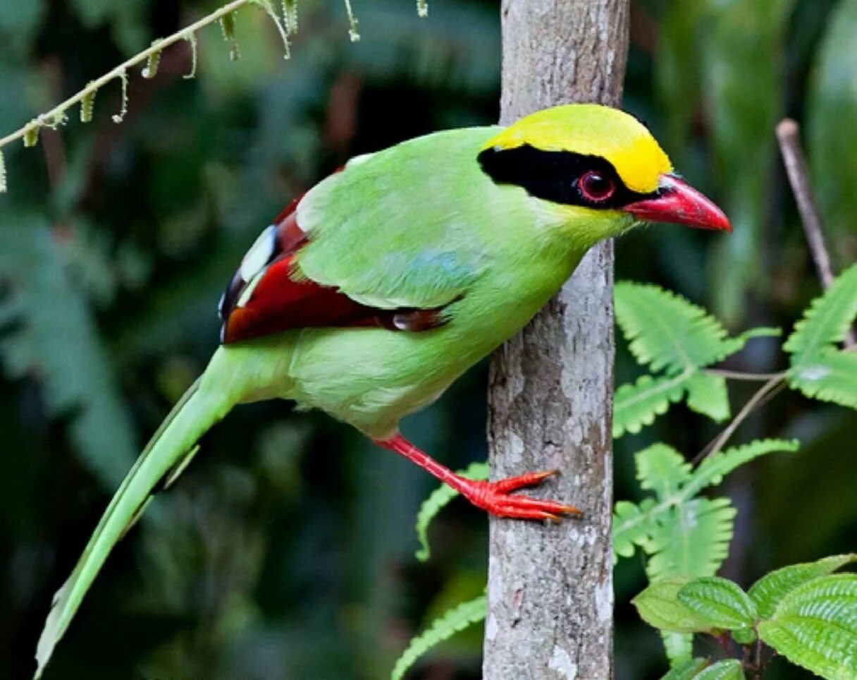 Короткохвостая цисса. Абиссинский ворон ростовский зоопарк. Особая птица. Турако ливингстона. Особая птица.