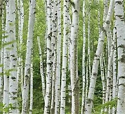 Береза береза березушка бела. Тонкая березка. Тонкая березка. Одинокая береза. Тонкая березка.