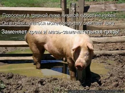 Хрюшка в луже