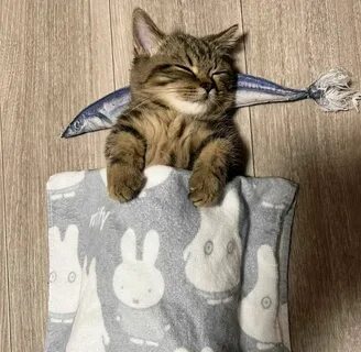Кот дрема