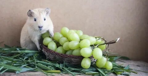 Можно ли хомякам виноград