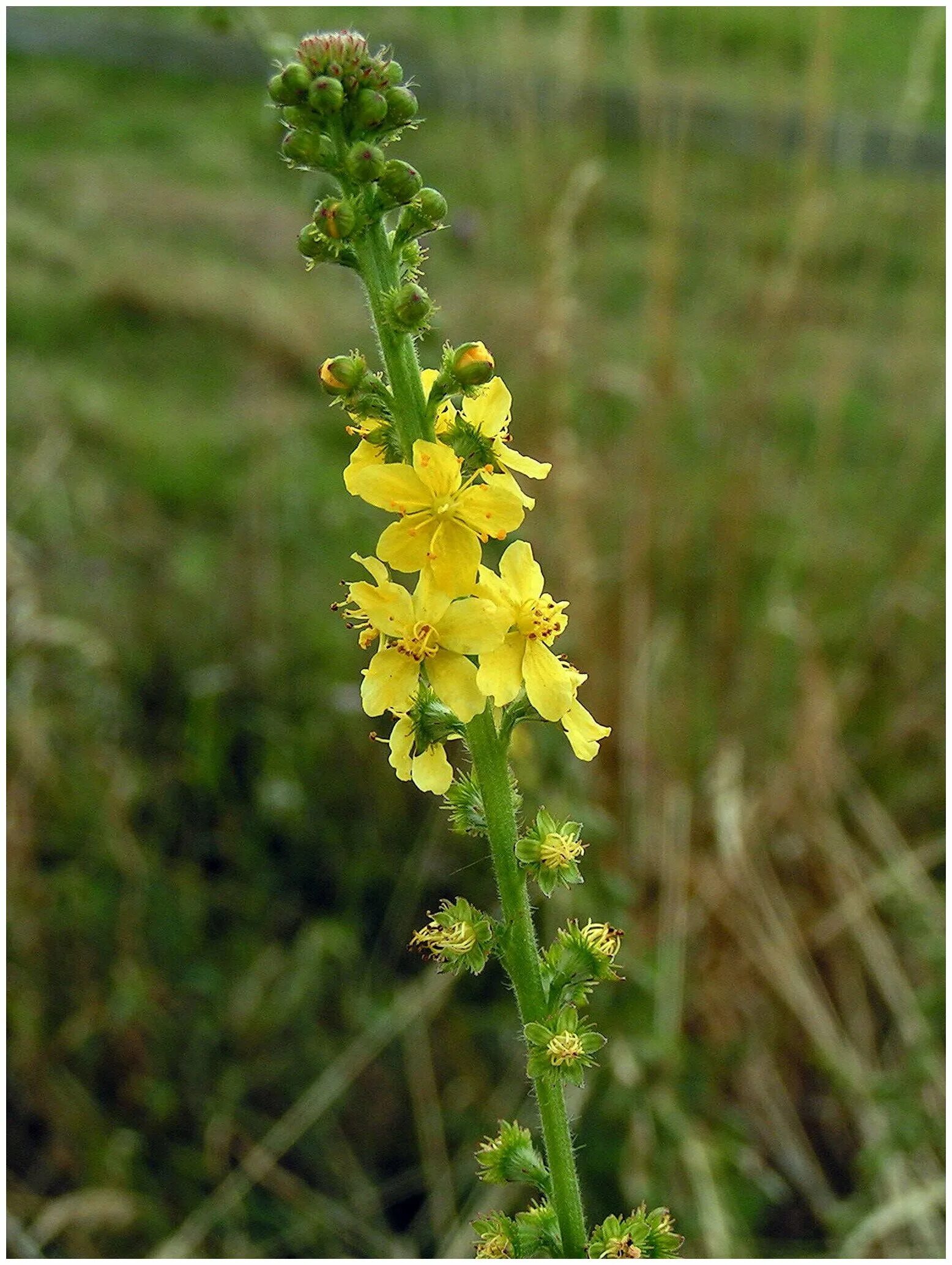 репешок обыкновенный корейский. репешок обыкновенный плод. репешок обыкновенный гавриш. ). репешок аптечный.