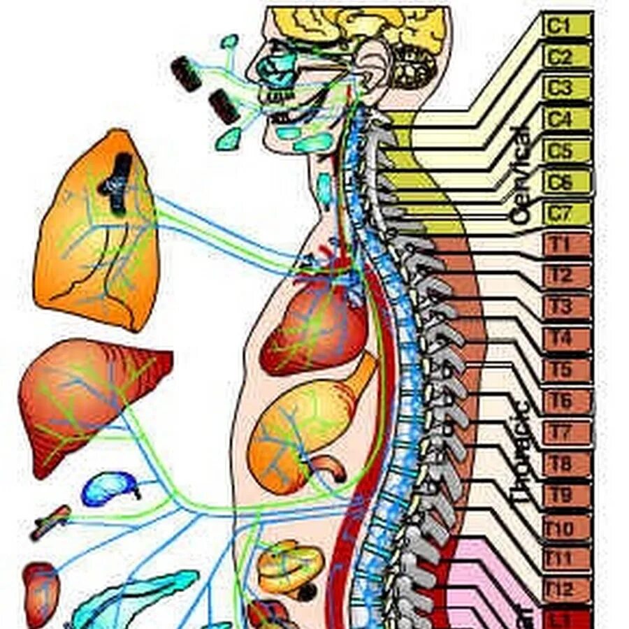 Связь органов человека. Иннервация позвоночника и внутренних органов. Иннервация внутренних органов анатомия. Сегментарная иннервация органов. Позвоночник человека анатомия и иннервация.
