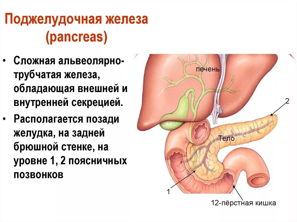 Строение поджелудочной железы анатомия. Поджелудочная железа спереди анатомия. Строение и физиология поджелудочной железы. 12 Перстная кишка и поджелудочная железа.