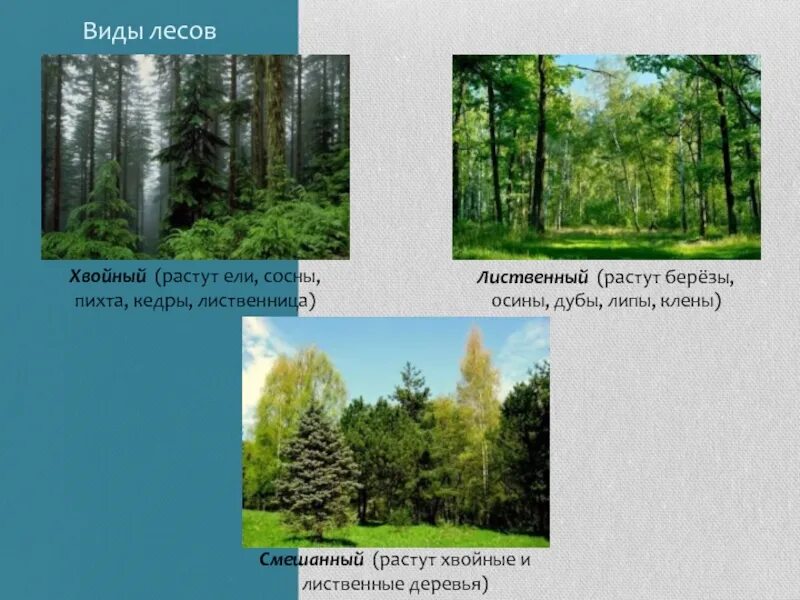 Какие леса встречаются на территории. Виды леса. Виды леса в России. Леса бывают хвойные лиственные и смешанные. Клен ель лиственница сосна береза дуб.