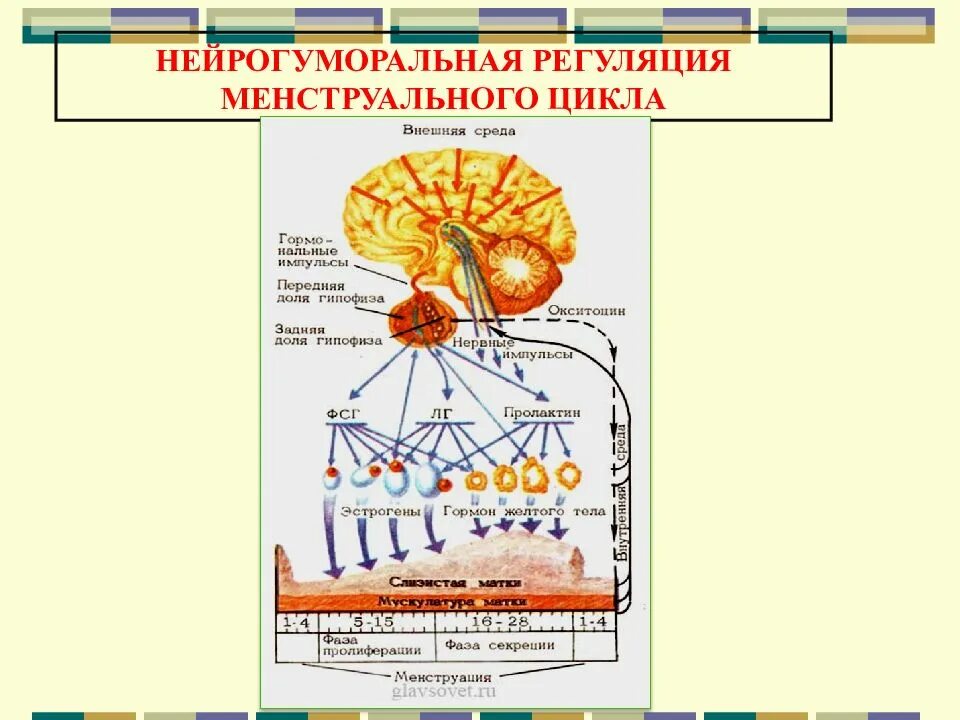 Гуморальная регуляция мозга. Нейрогуморальная регуляция овариально-менструационного цикла схема. Механизм нейрогуморальной регуляции менструального цикла. Схему гуморальной регуляции овариально-менструального цикла. Уровни регуляции менструального цикла.