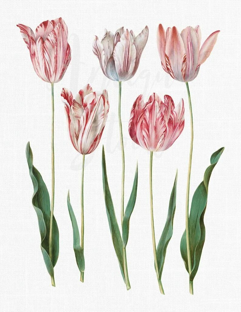 Tulipa Botanical цветок. Tulipa gesneriana. Тюльпан Ботанический атлас. Тюльпан Ботанический Туркестанский. Тюльпан ботаника