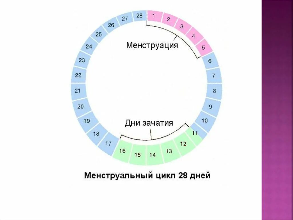Как правильно рассчитать цикл месячных. Овуляция схема. цикл овуляции. дни менструального цикла. дни цикла для зачатия.