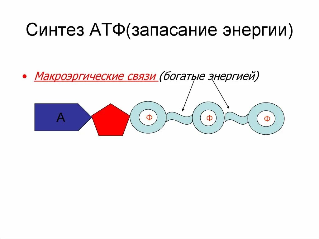 В атф заключено энергии. Синтез энергии АТФ. Запасание энергии АТФ. АТФ хранилище энергии. Запасание энергии в АТВ.