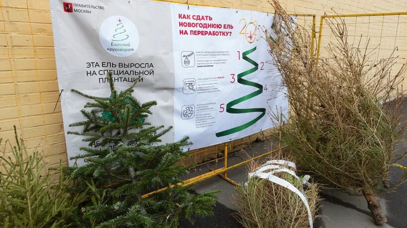 Пункт утилизации елок. Сдать елку на переработку. Елочный круговорот 2022. Елочный круговорот москва. Елки сдавать пункт.