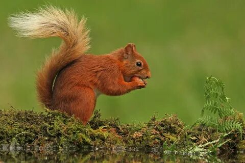 Squirrel's
