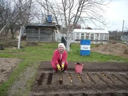 Работа в огороде в мае 2024