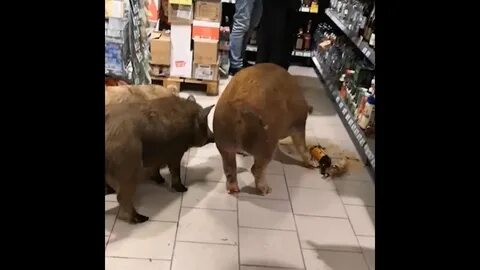 Свиньи в пятерочке