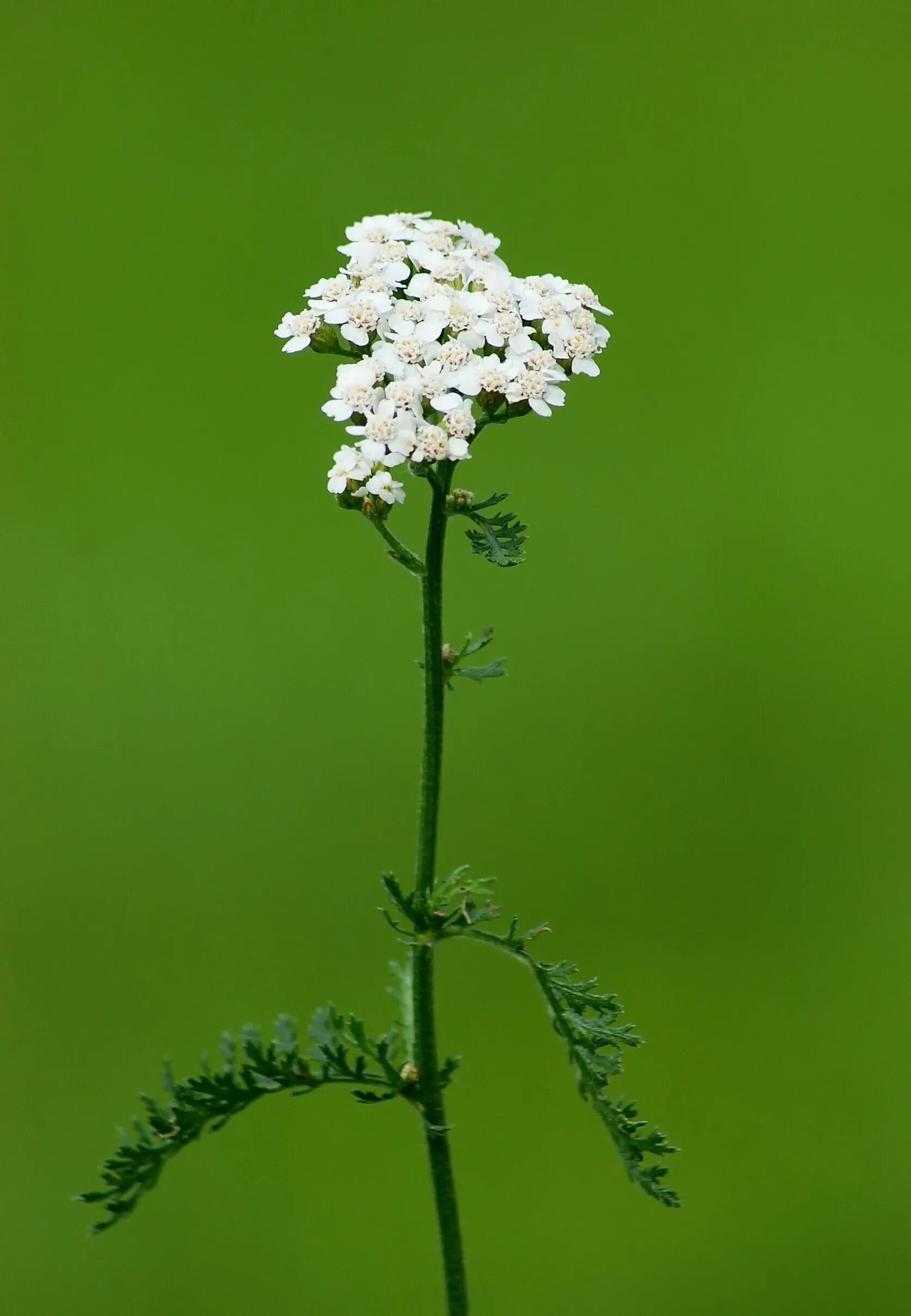 Тысячелистник обыкновенный. Тысячелистник обыкновенный (achillea millefolium). Тысячелистник. Тысячелистник щетинистый. Тысячелистник таволговый сухоцвет.