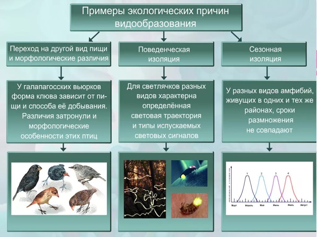 При какой форме отбора происходит видообразование