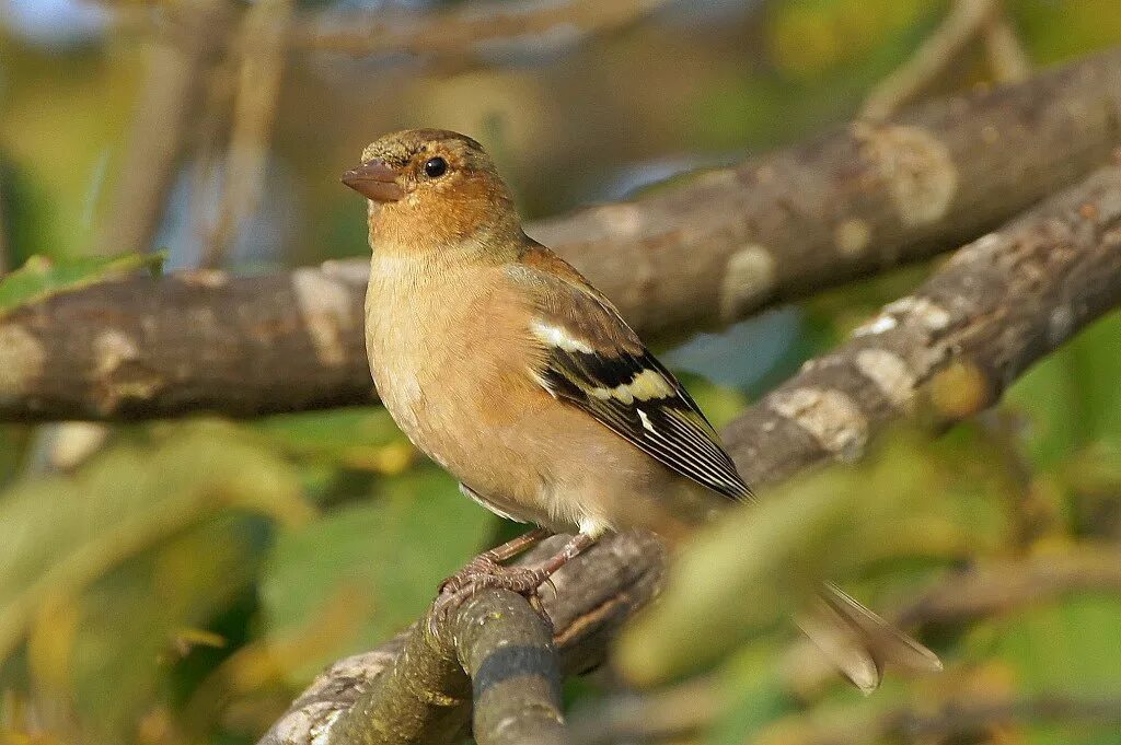 американская оляпка. домовый (или городской) воробей. домовый воробей фото. беркут, оляпка, пестрый дрозд. домовый воробей птицы.