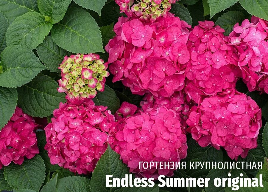 Glowing Embers Hydrangea Hydrangea, Woodland garden, Plants