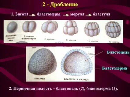 Характерным для дробления зиготы