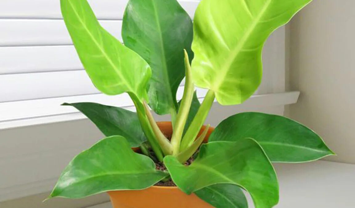 Филодендрон bipennifolium. Филодендрон moonlight. Филодендрон сплеш. Филодендрон сплеш. Филодендрон серратум сплеш.